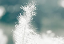 球员技艺精湛，深受球迷喜爱的风格